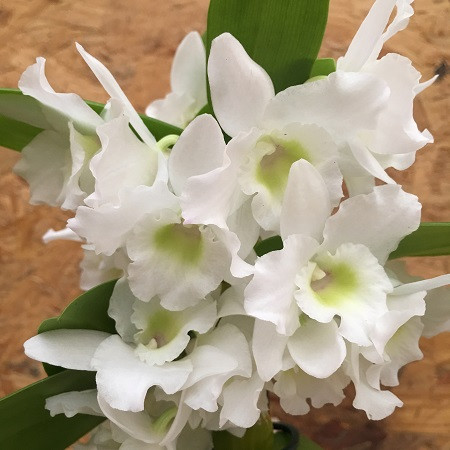 Орхидея Дендробиум АППОЛОН (растение)