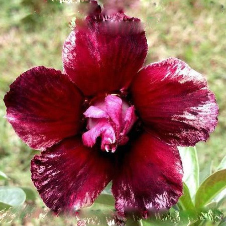Adenium Obesum Double Flower BUTTERFLY'​S WINGS (семена)