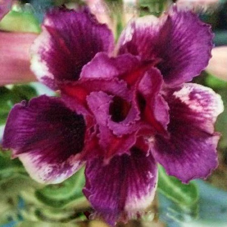 Adenium Obesum Double Flower BOYSENBERRY (семена)