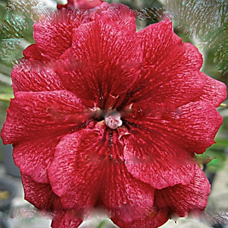 Adenium Obesum Triple Flower BALLERINA (семена)