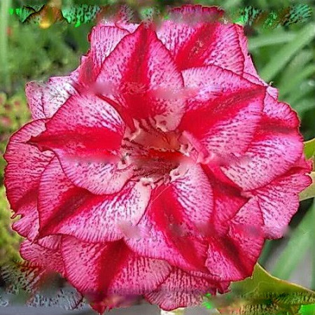 Adenium Obesum Triple Flower PANDORA (семена)