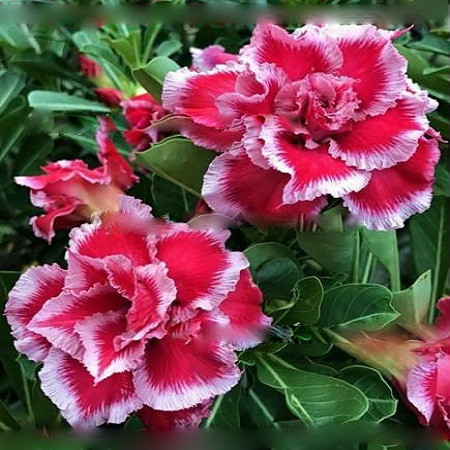 Adenium Obesum Triple Flower RED VELVET (семена)
