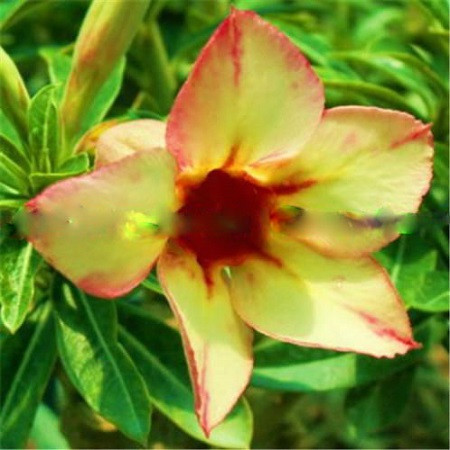 Adenium Obesum Desert Rose SUNFLOWER (семена)