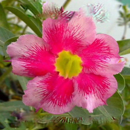 Adenium Obesum Desert Rose BREEZY DAY (семена)