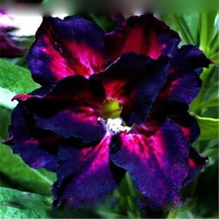 Adenium Obesum Triple Flower BLUE IMAGINE (семена)
