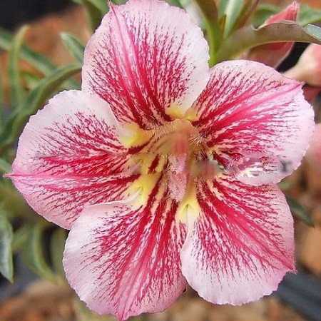 Adenium Obesum Desert Rose DIAMOND PINK (семена)