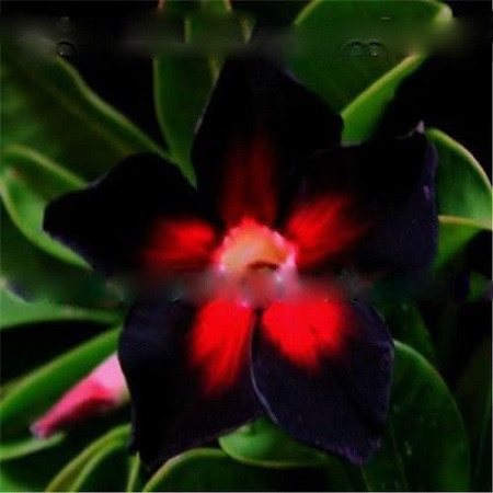 Adenium Obesum Desert Rose BLACK INDEPENDENT (семена)