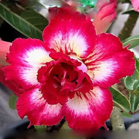 Adenium Obesum Double Flower FROSTED BLOOM (семена)