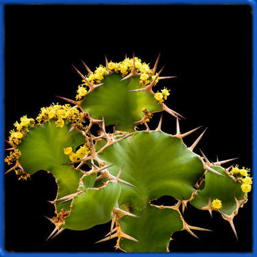 Euphorbia GRANDICORNIS или Молочай Крупнорогий (семена)