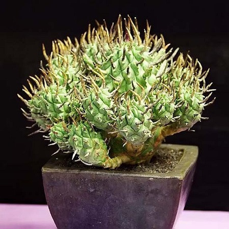 Euphorbia SCHOENLANDII или Молочай Шенланда (семена)