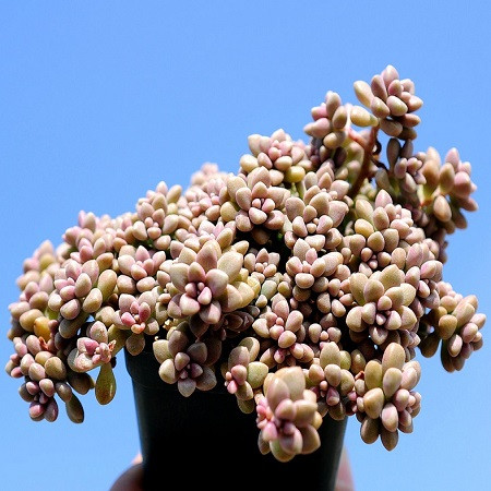 Graptopetalum MENDOZAE или Граптопеталум Мендосы (семена)