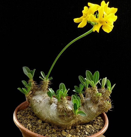 Pachypodium DENSIFLORUM или Пахиподиум Густоцветковый (семена)
