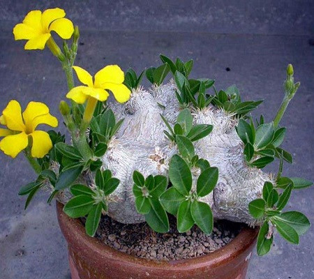 Pachypodium BREVICAULE или Пахиподиум Короткостебельный (семена)