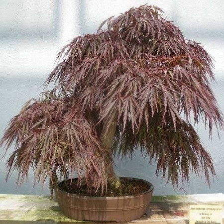Acer Palmatum DISSECTUM ATROPURPUREUM или Клен Пальчатый Темно-Пурпурный (семена)