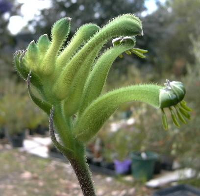Anigozanthos VIRIDIS или Анигозантос Зеленый (семена)