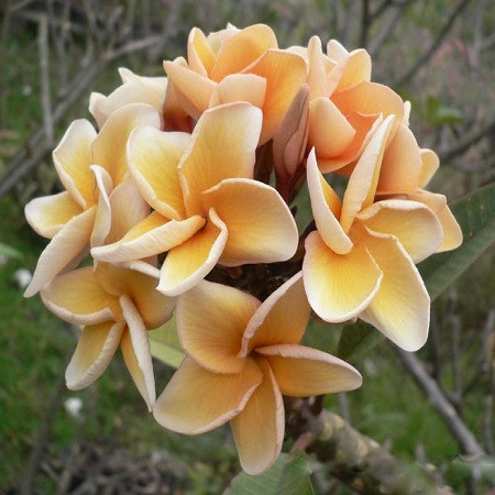 Plumeria SALMON BROWN (семена)