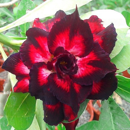 Adenium Obesum Triple Flower BLACK ILLUSION (семена)