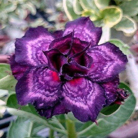 Adenium Obesum Triple Flower INDIGO GLAZE (семена)