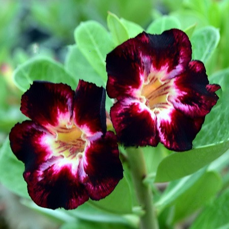 Adenium Obesum Desert Rose BLACK CLUB (семена)