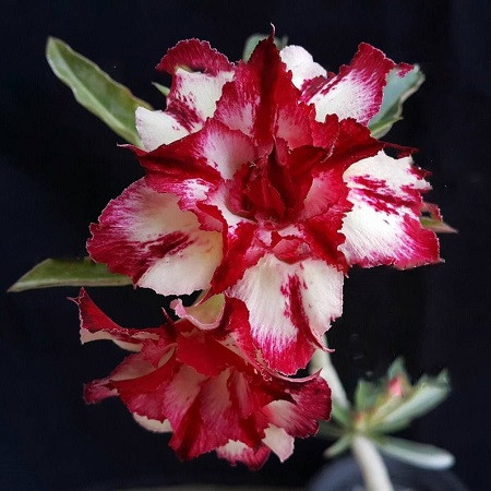 Adenium Obesum Double Flower MYSTERY (семена)