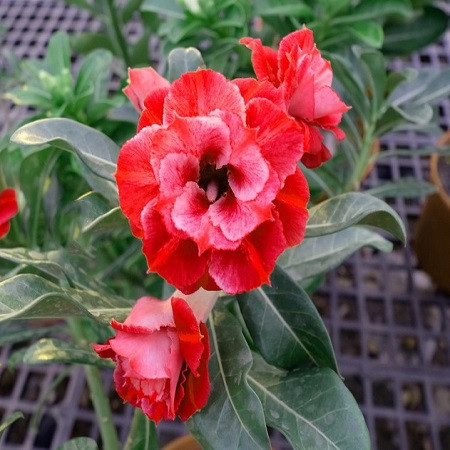 Adenium Obesum Triple Flower KO-92 (семена)