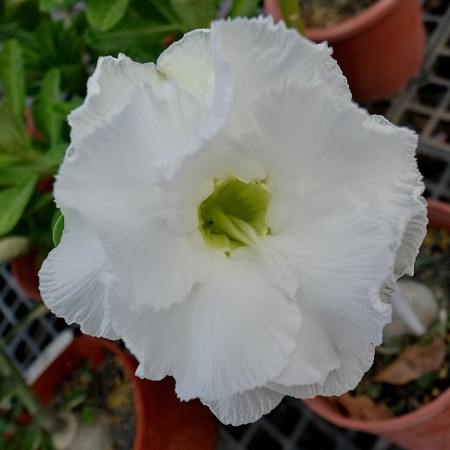 Adenium Obesum Double Flower KO-111 (семена)