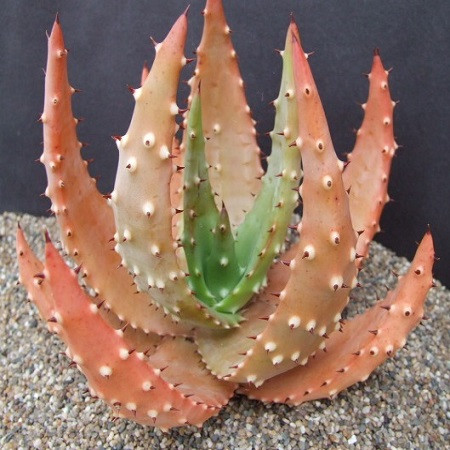 Aloe ACULEATA или Алоэ Колючее (семена)
