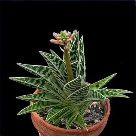 Aloe VARIEGATA или Алоэ Пестрое (семена)