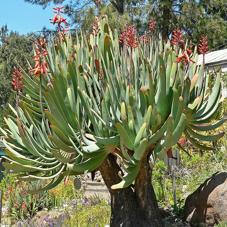Aloe PLICATILIS или Алоэ Складчатое (семена)