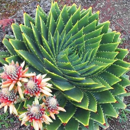Aloe POLYPHYLLA или Алоэ Спиральное (семена)