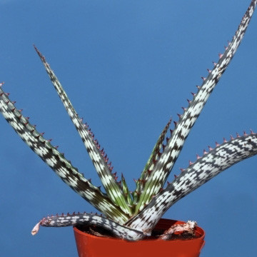 Aloe BRANDDRAAIENSIS или Алое Бранддрааийское (семена)