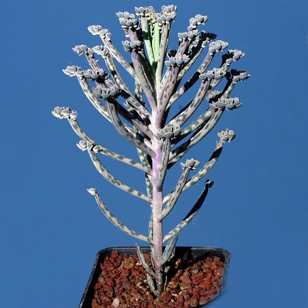 Каланхоэ Трубкоцветное (растение)