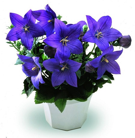 Платикодон ASTRA BLUE (растение)