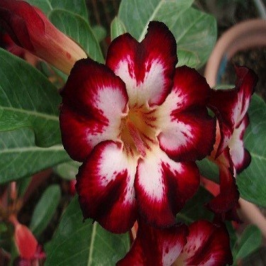 Adenium Obesum Super Star of Tomorrow (семена)