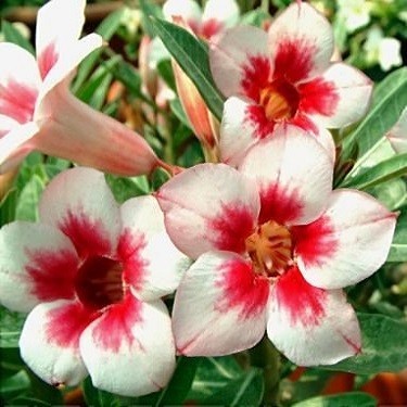 Adenium Obesum Desert Rose Bright Gem (семена)