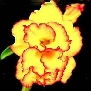 Adenium Obesum Double Flower YELLOW SUNRISE 2 (семена)