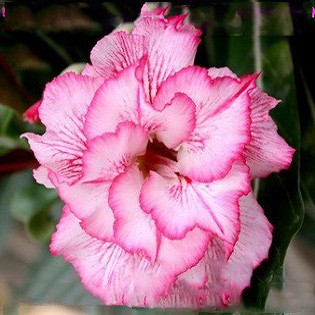 Adenium Obesum Double Flower KING BLOSSOM (семена)