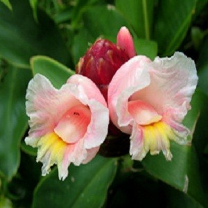 Costus Guanaiensis или Спиралевидный Имбирь (семена)