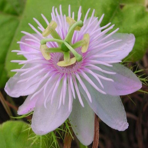 Passiflora Foetida или Пассифлора Изменчивая (семена)