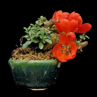 Chaenomeles JAPONICA или Айва Японская (семена)