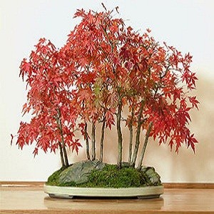 ACER Palmatum Atropurpureum или Красный Японский Клен (семена)