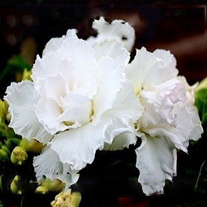 Adenium Obesum Triple Flower WHITE KING PARFUM (семена)