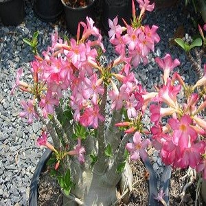 Adenium Arabicum SAUDI MIXED (семена)