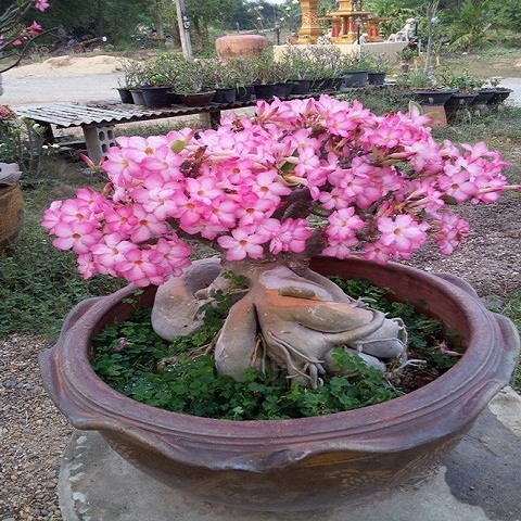 Adenium Arabicum YAK LOP BURI (семена)