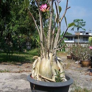 Adenium Arabicum Black Giant (семена)