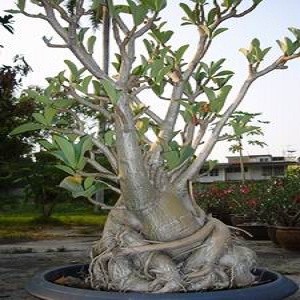 Adenium Arabicum Silver RCN (семена)