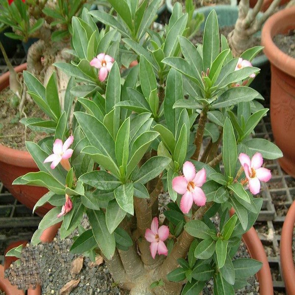 Adenium Arabicum TINY DING DONG (семена)