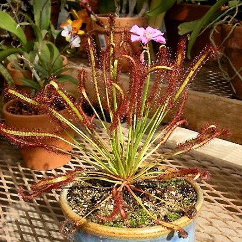 Drosera Сapensis Pink или Росянка Капская Красная (семена)