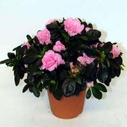 Азалия Индийская Розовая Перламутровая (растение)