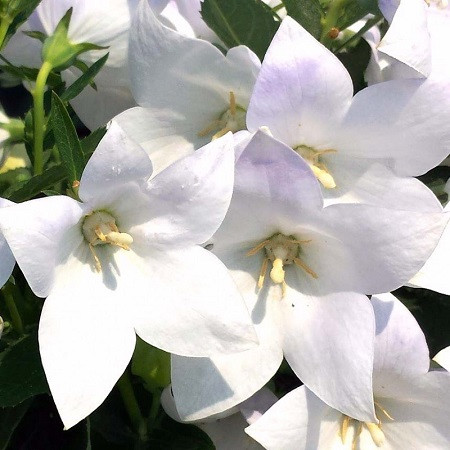 Платикодон ASTRA WHITE (растение)